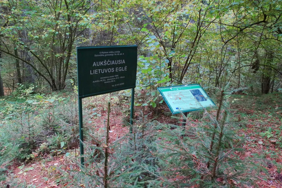 Miško skliautas — miškininkystės darbai