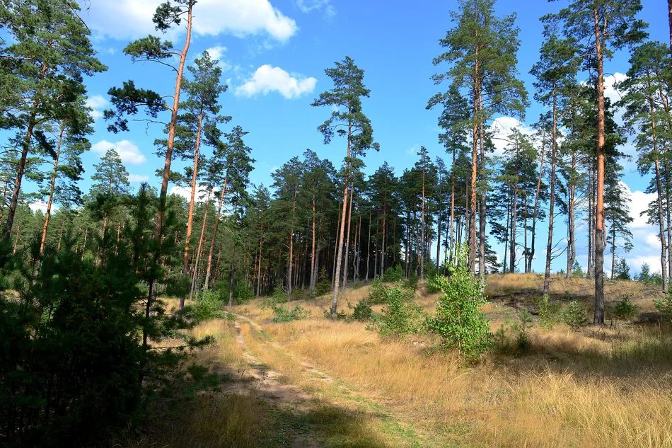 Miško laukymė
